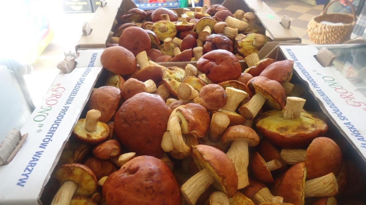 Jozefowka Borkowo Leborskie Alloggio per agriturismo Zwartowko